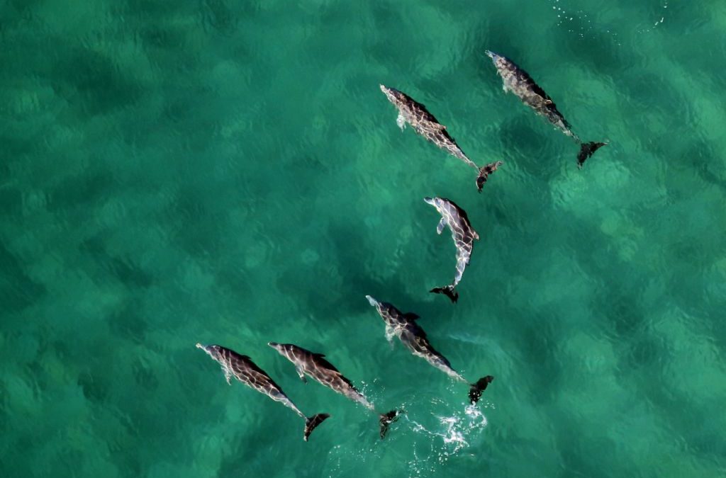 When You Swim with Dolphins…