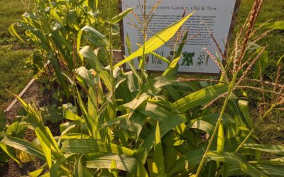 Growing a Three Sisters Garden