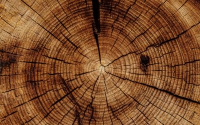 News and Notes for Homeowners: Documenting Changes in Wood