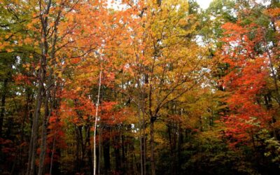 Westborough Center Pastimes – October 21, 2022